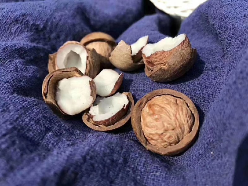 正宗非洲椰皇