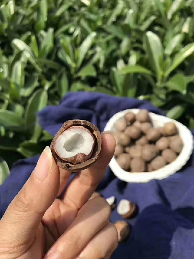 正宗非洲椰皇