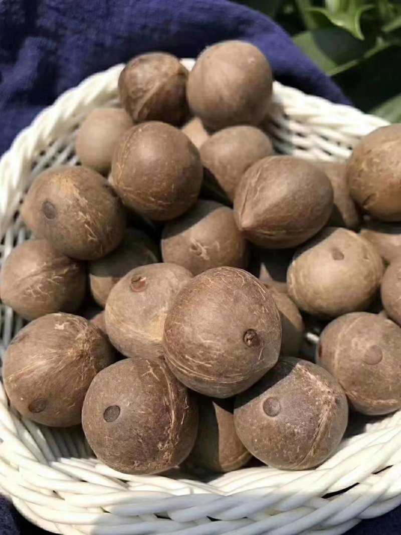 正宗非洲椰皇