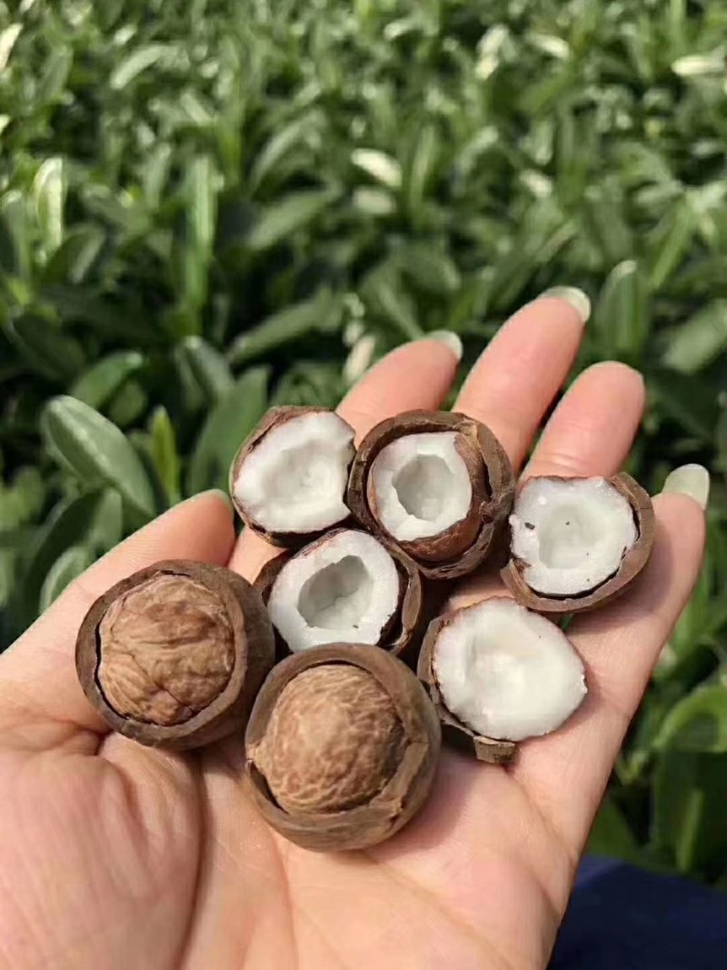正宗非洲椰皇