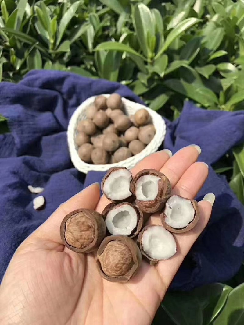 正宗非洲椰皇