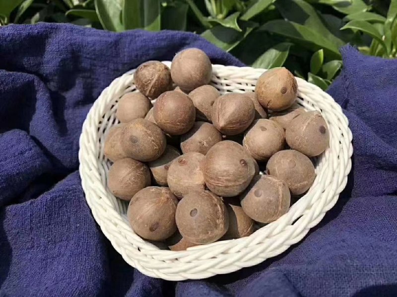 正宗非洲椰皇