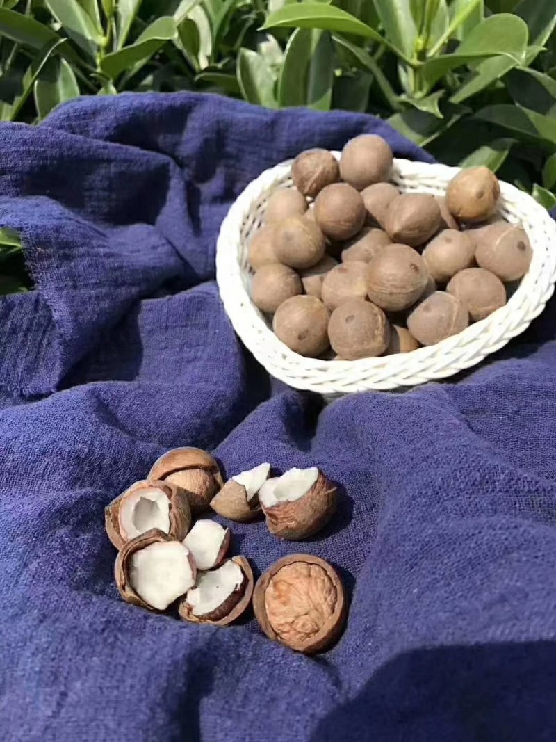 正宗非洲椰皇