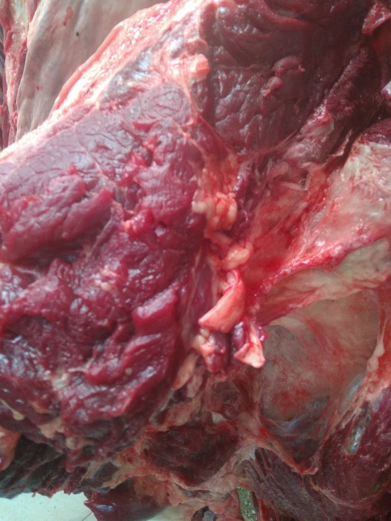 养殖场直供现杀新鲜马肉带皮马肉