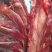 养殖场直供现杀新鲜马肉带皮马肉