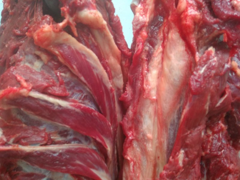 养殖场直供现杀新鲜马肉带皮马肉