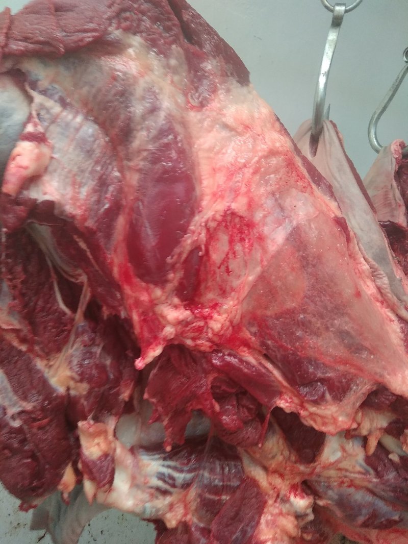 养殖场直供现杀新鲜马肉带皮马肉