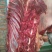 养殖场直供现杀新鲜马肉带皮马肉