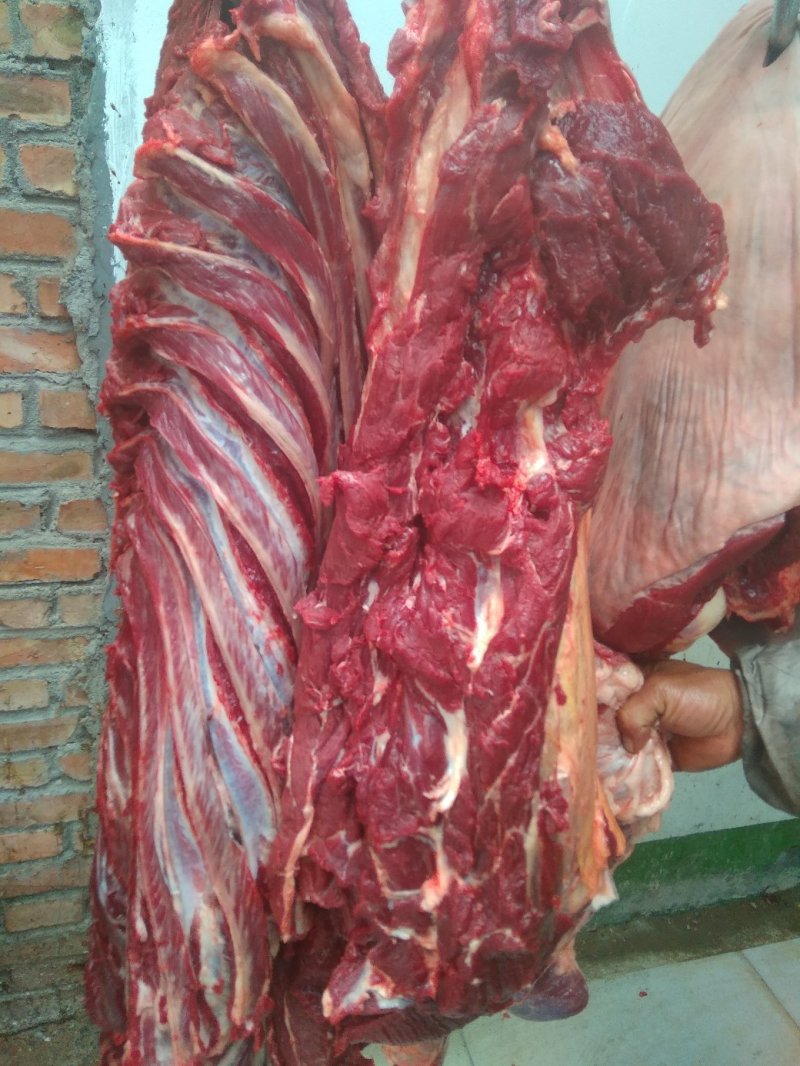 养殖场直供现杀新鲜马肉带皮马肉