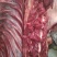 养殖场直供现杀新鲜马肉带皮马肉