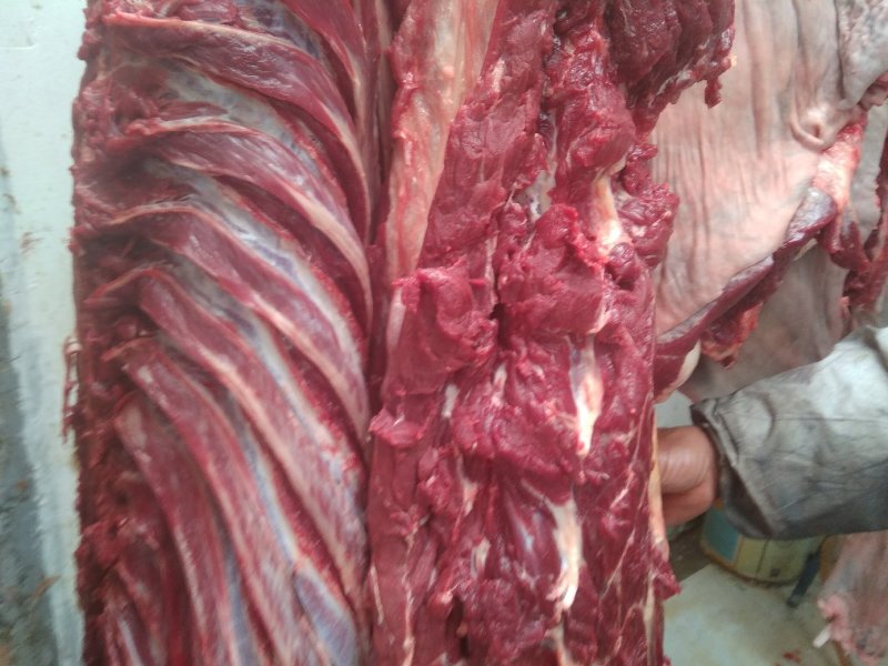 养殖场直供现杀新鲜马肉带皮马肉
