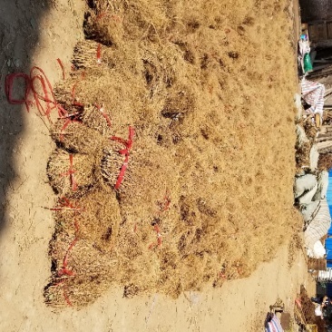 石参根无硫没洗水足干味都浓虎尾轮