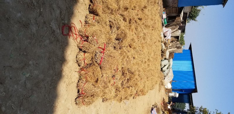石参根无硫没洗水足干味都浓虎尾轮