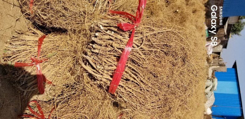 石参根无硫没洗水足干味都浓虎尾轮