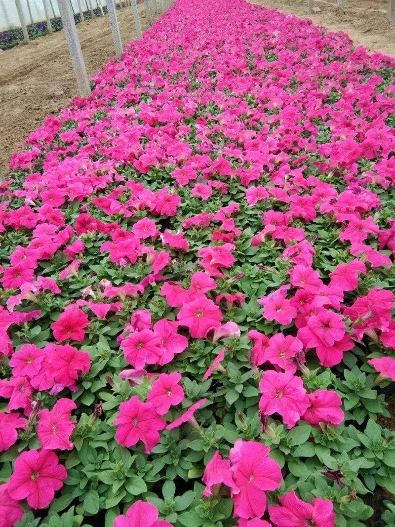 绿化牵牛芍药