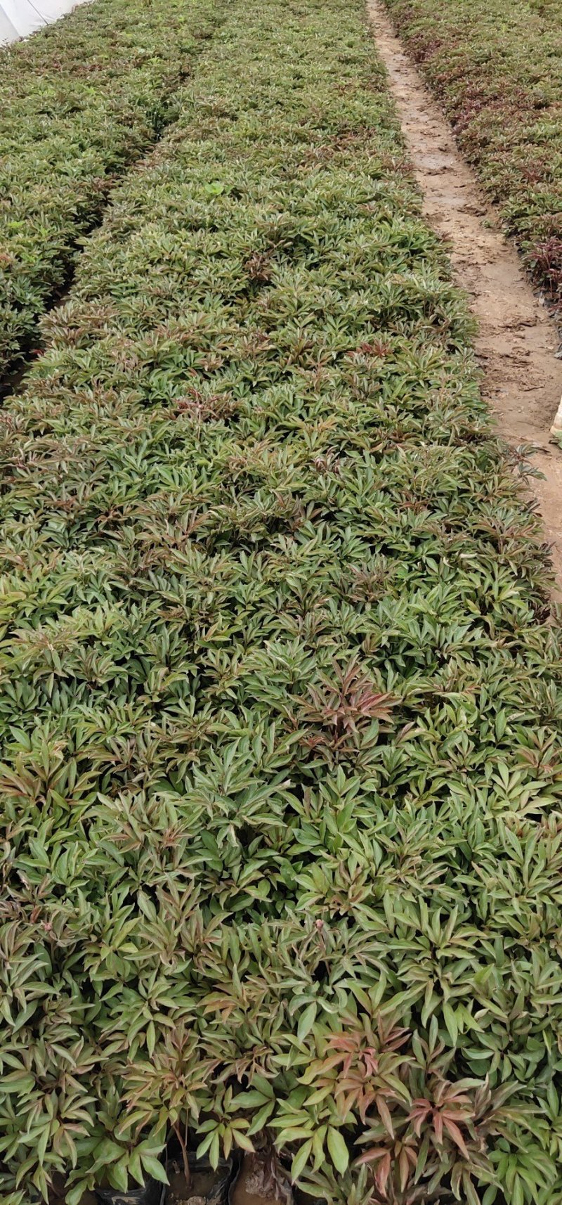 绿化牵牛芍药