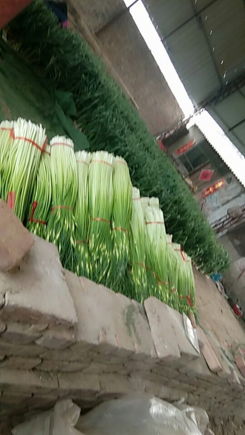 丰县蒜苔