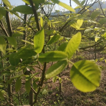 青钱柳茶，真正嫩叶炒。真实图片，假一赔百。