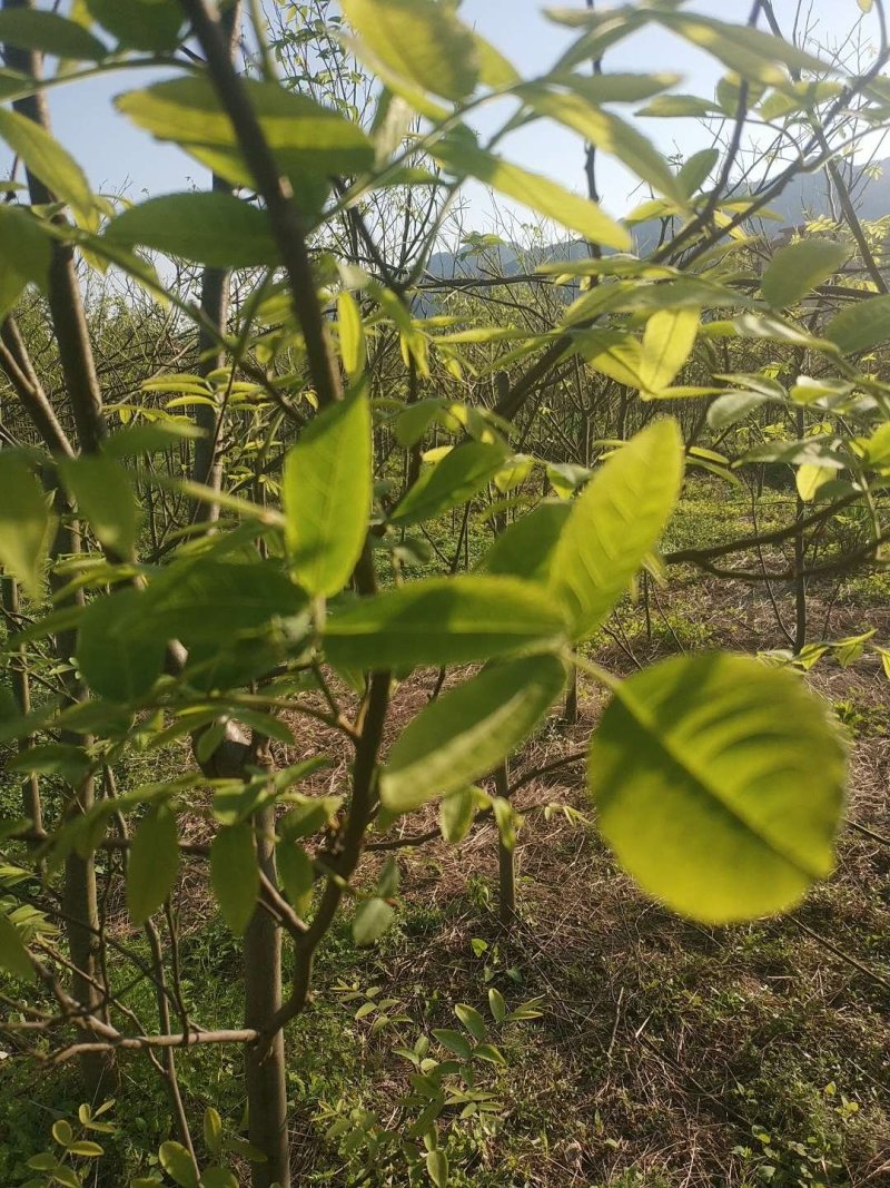 青钱柳茶，真正嫩叶炒。真实图片，假一赔百。