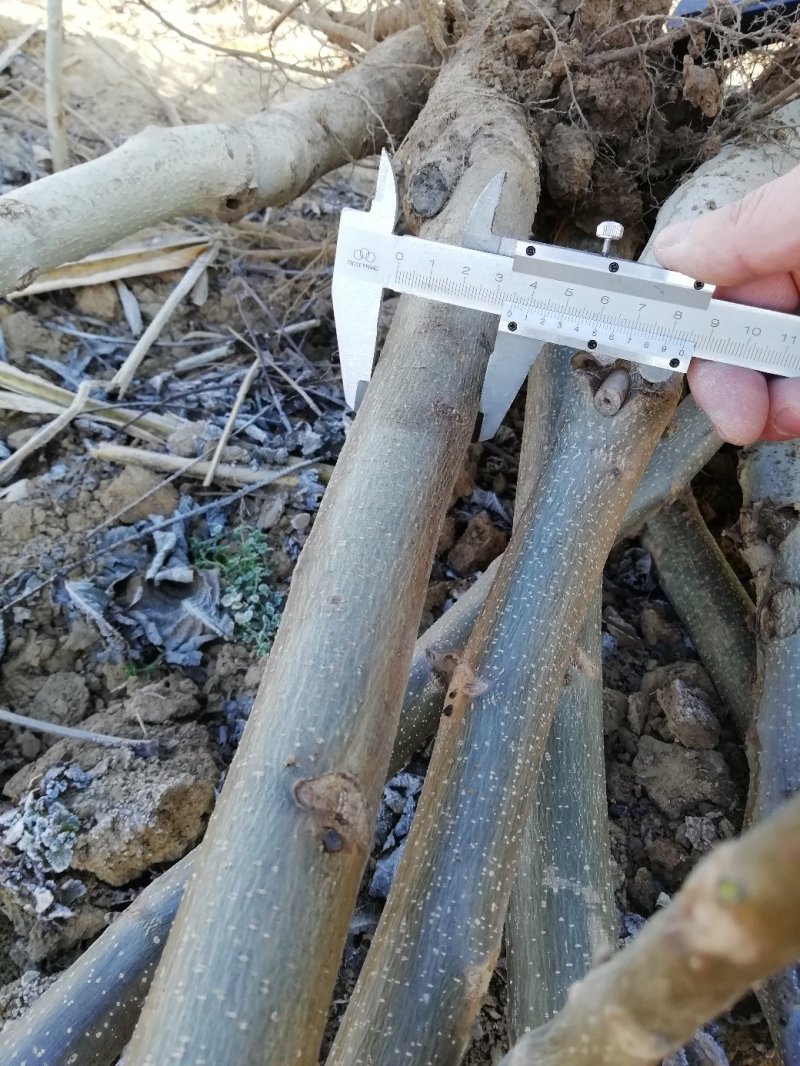 早实薄皮核桃树苗，核桃苗，清地便宜处理，非铁（山）核桃苗