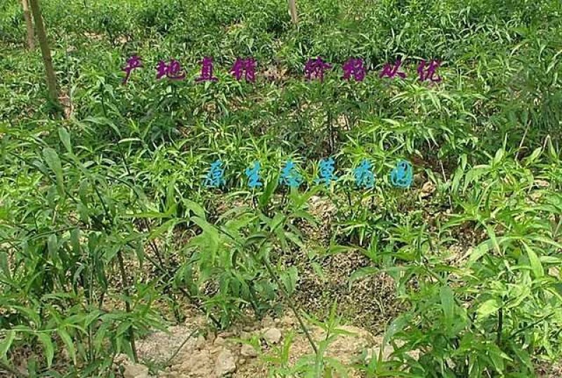 忧遁草鳄嘴花新鲜采摘促销