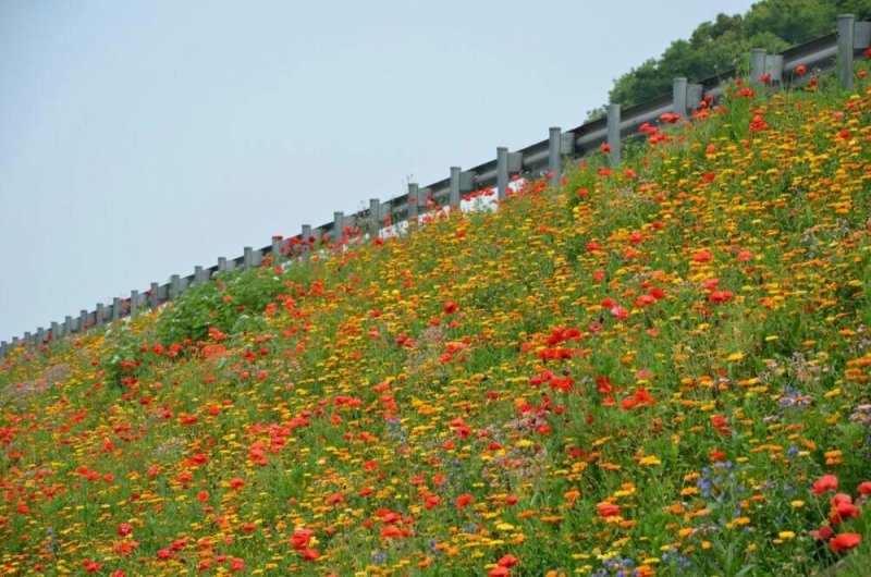 公路边草花组合种子价格