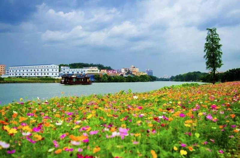 公路边草花组合种子价格