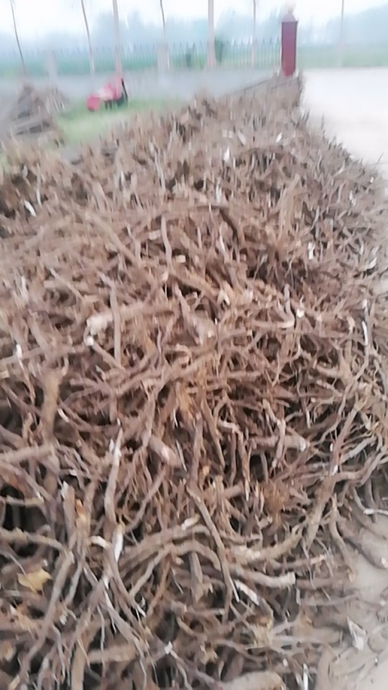 泡桐树根