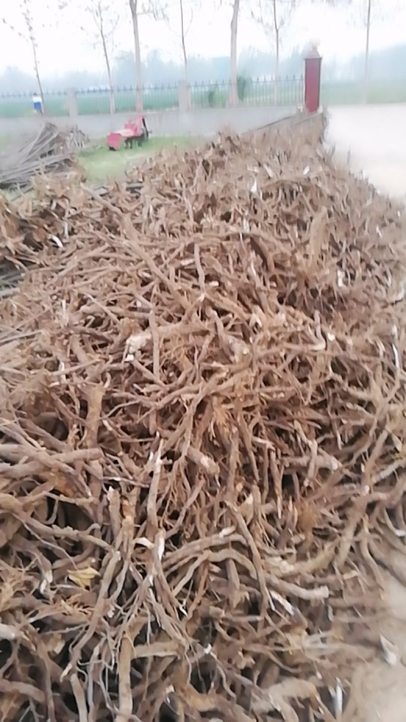 泡桐树根