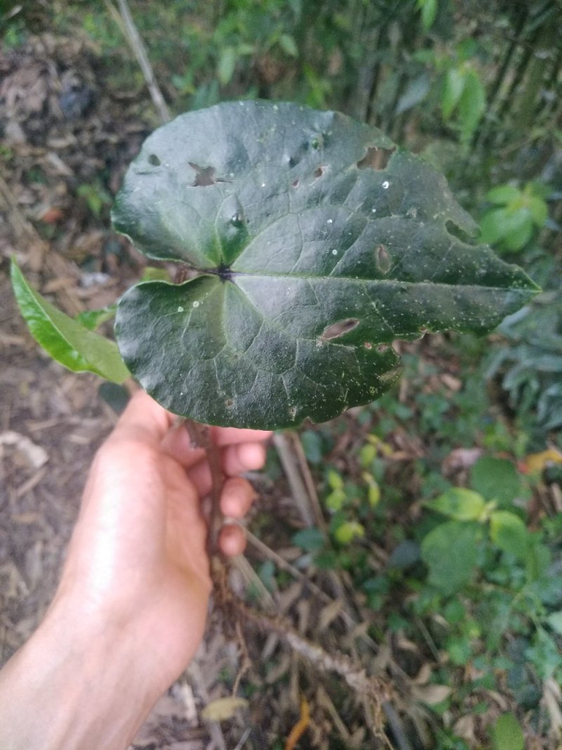 野生细辛