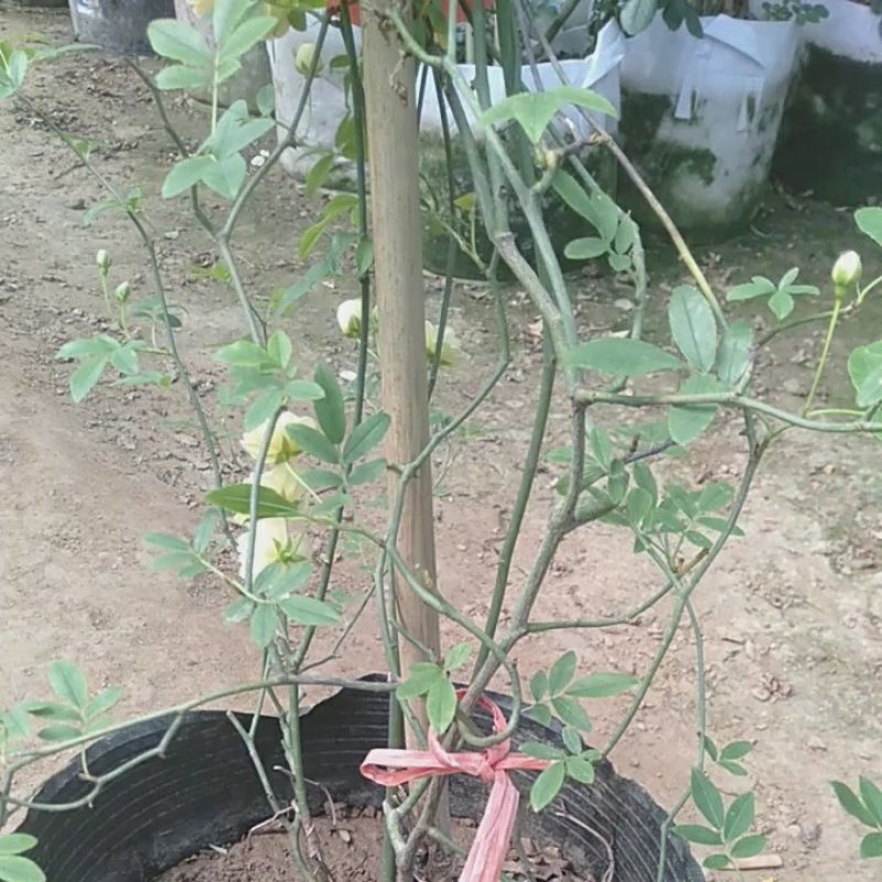 甜蜜红木香庭院花墙拱门绿植花卉