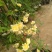 甜蜜红木香庭院花墙拱门绿植花卉