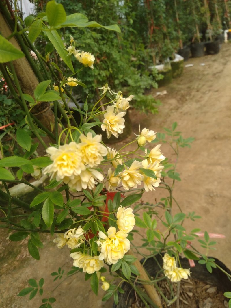 甜蜜红木香庭院花墙拱门绿植花卉