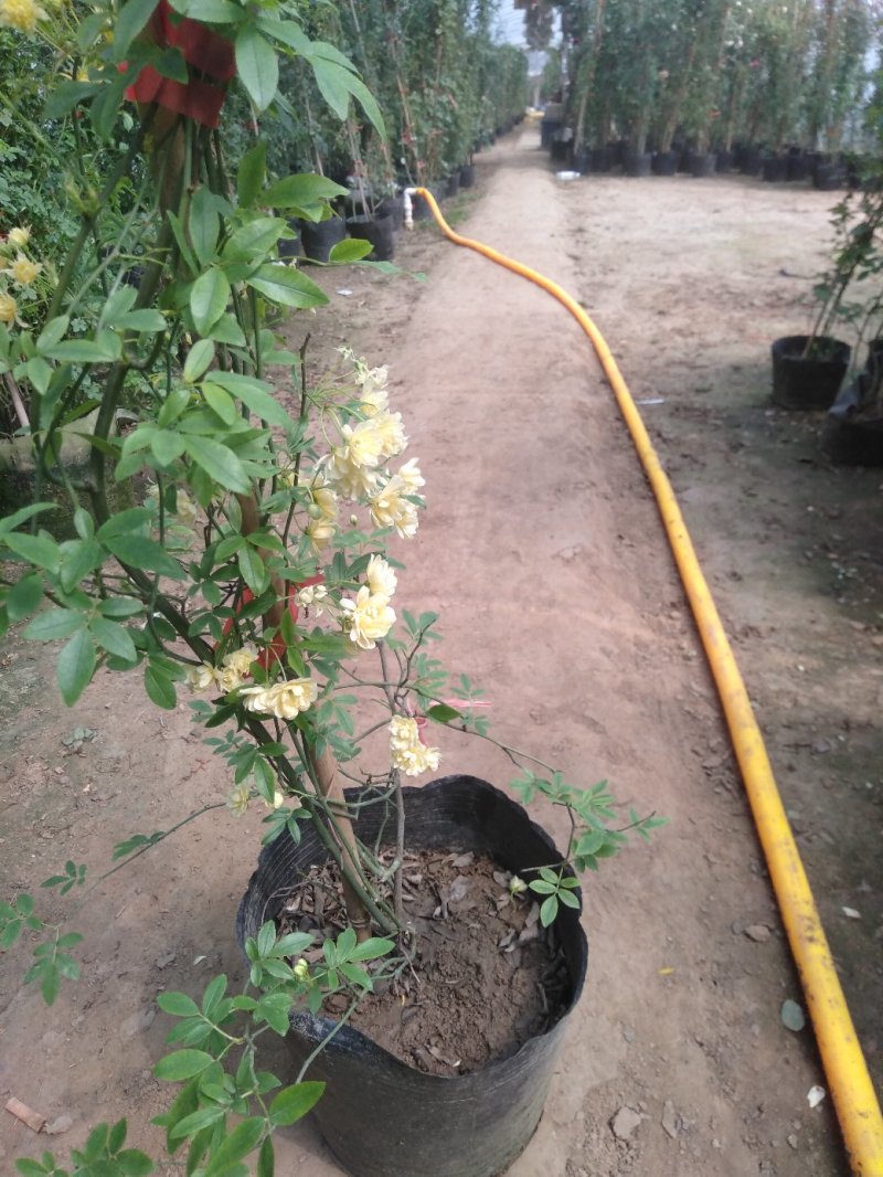 甜蜜红木香庭院花墙拱门绿植花卉