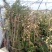 甜蜜红木香庭院花墙拱门绿植花卉