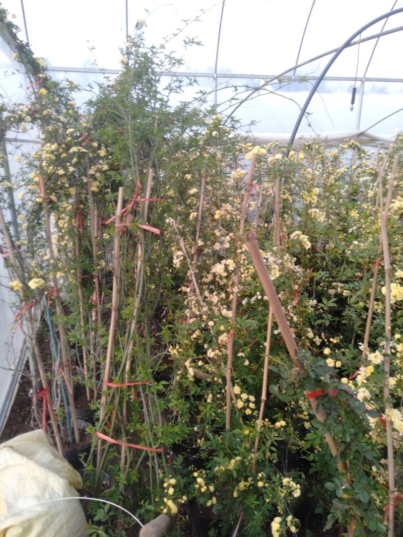 甜蜜红木香庭院花墙拱门绿植花卉