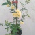甜蜜红木香庭院花墙拱门绿植花卉