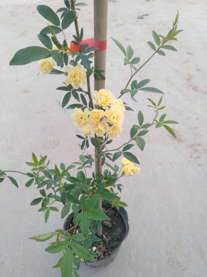 甜蜜红木香庭院花墙拱门绿植花卉