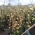 甜蜜红木香庭院花墙拱门绿植花卉