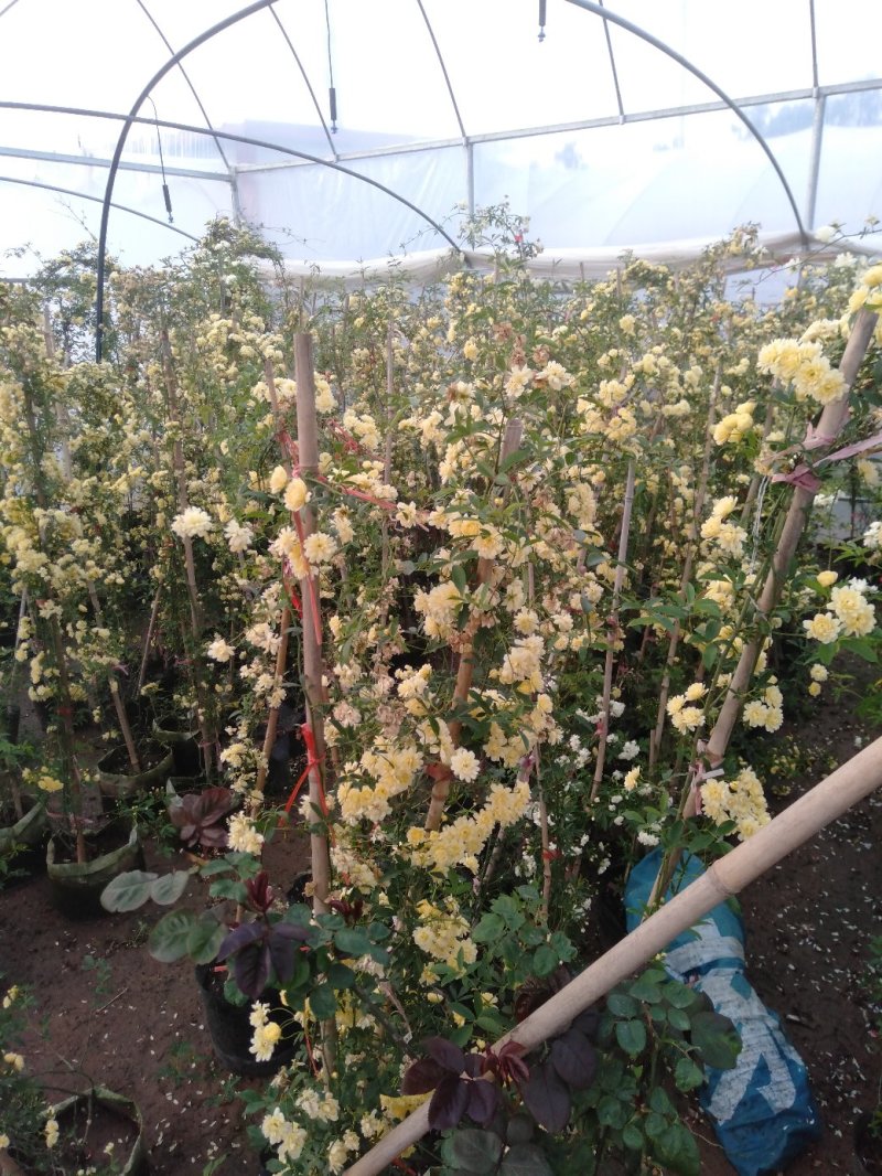 甜蜜红木香庭院花墙拱门绿植花卉