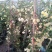 甜蜜红木香庭院花墙拱门绿植花卉