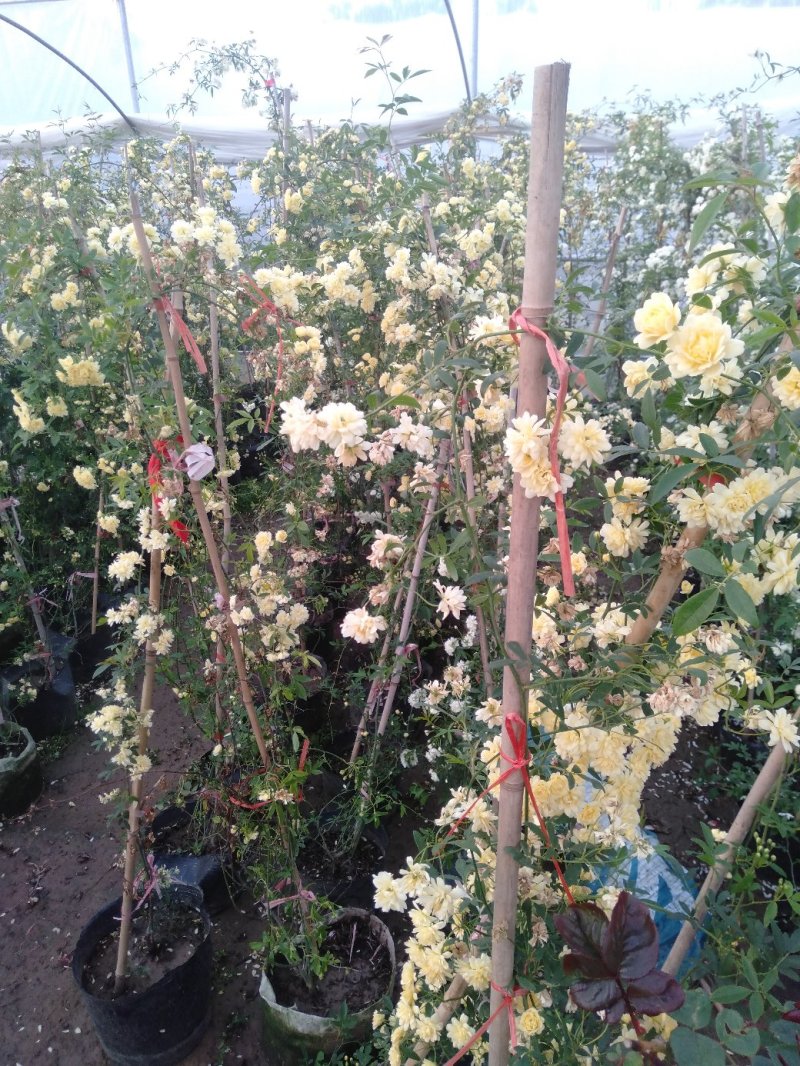 甜蜜红木香庭院花墙拱门绿植花卉