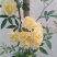 甜蜜红木香庭院花墙拱门绿植花卉
