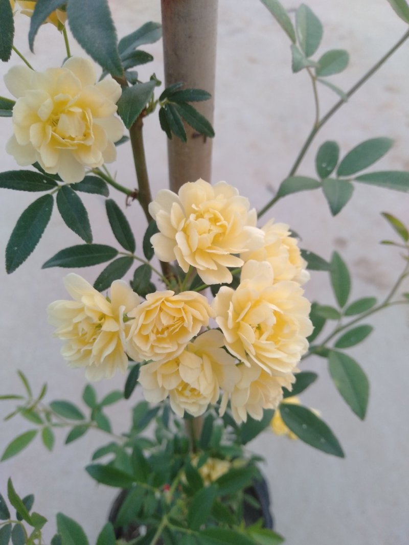 甜蜜红木香庭院花墙拱门绿植花卉