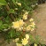 甜蜜红木香庭院花墙拱门绿植花卉