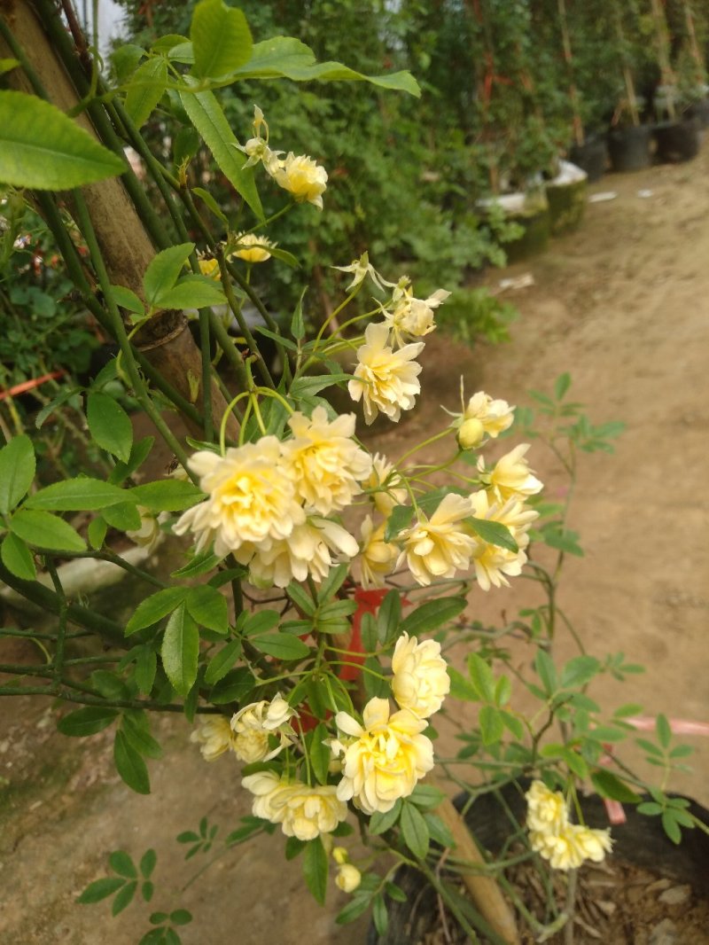 甜蜜红木香庭院花墙拱门绿植花卉