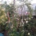甜蜜红木香庭院花墙拱门绿植花卉