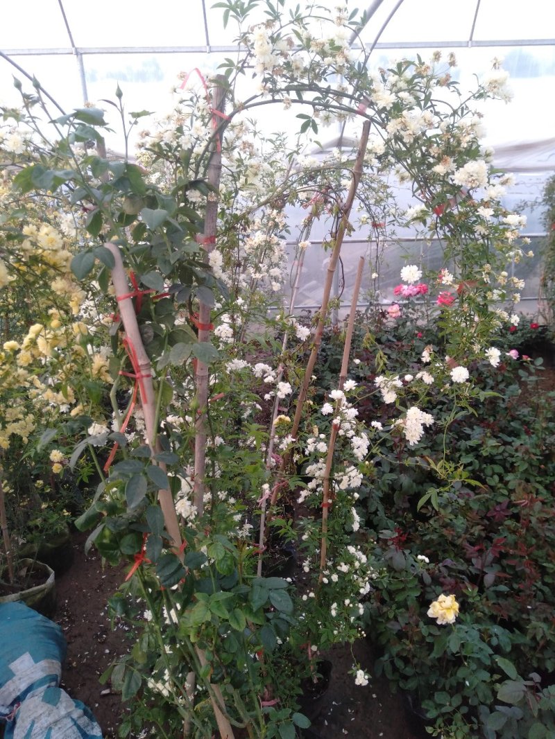 甜蜜红木香庭院花墙拱门绿植花卉