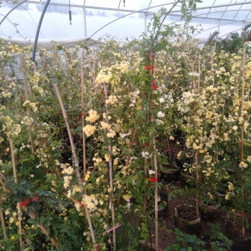 甜蜜红木香庭院花墙拱门绿植花卉
