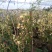 甜蜜红木香庭院花墙拱门绿植花卉